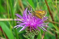 30 08 15_6746_edited-1